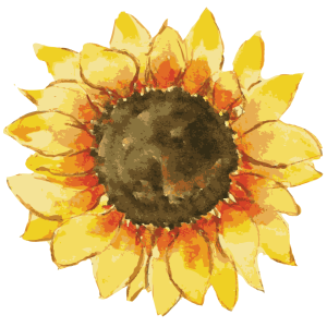Sunflower-01